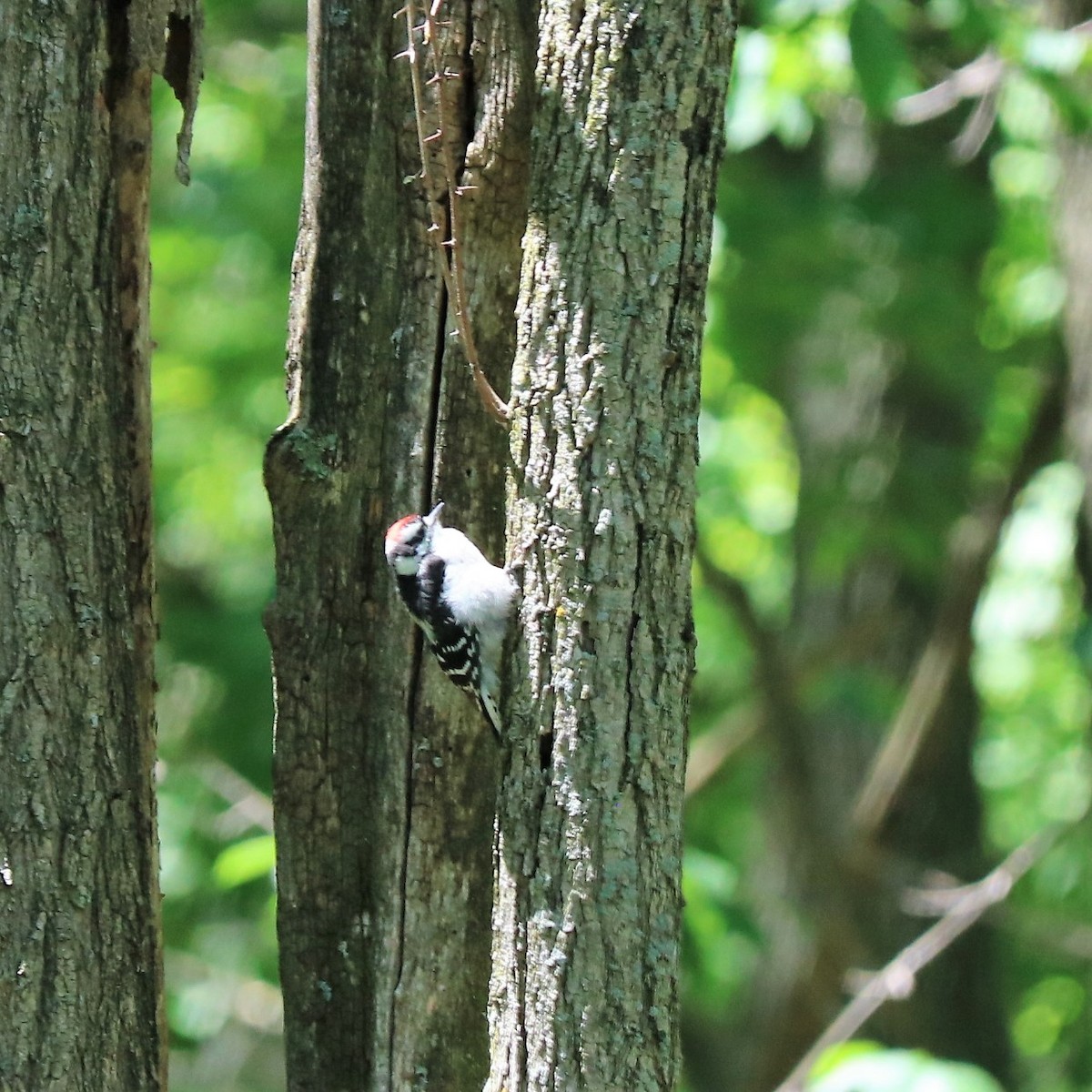 Downy Woodpecker - Team Sidhu-White