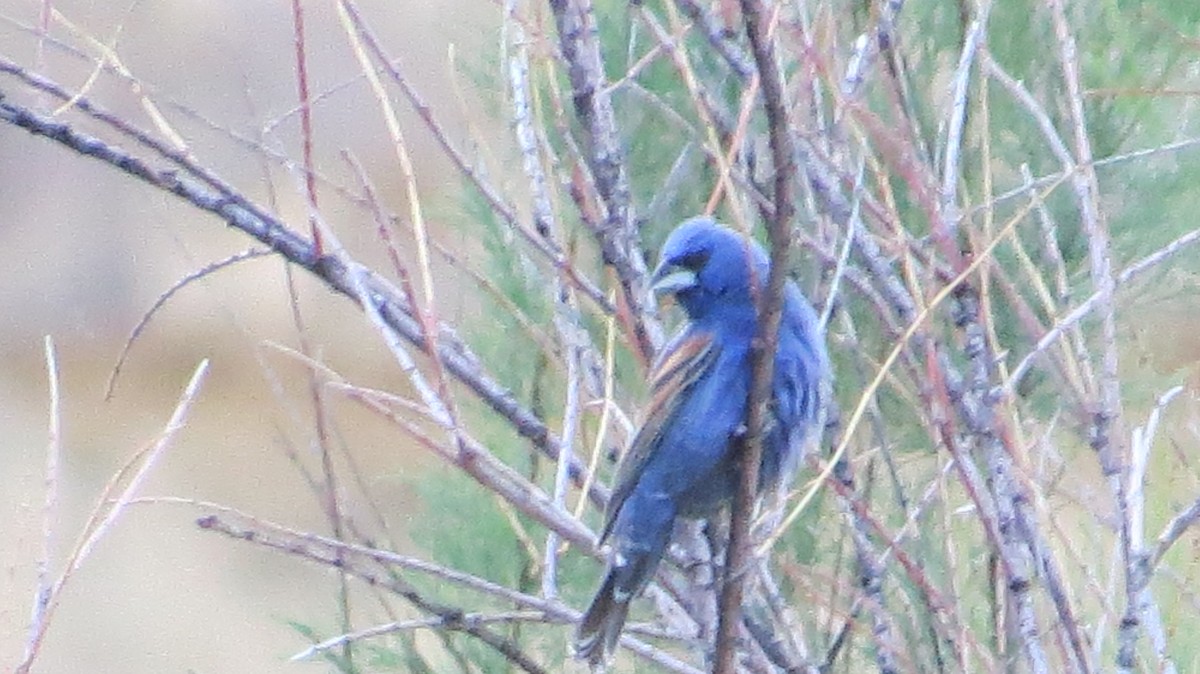 Blue Grosbeak - ML106460731
