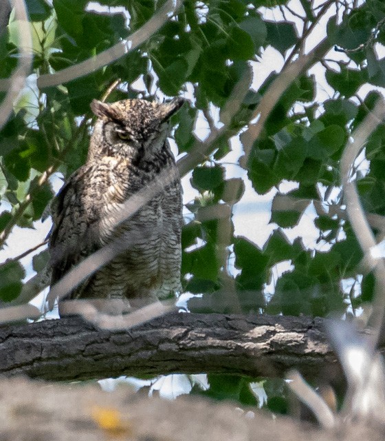 Great Horned Owl - ML106461151