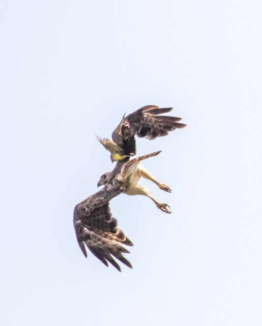 Red-tailed Hawk - ML106461361