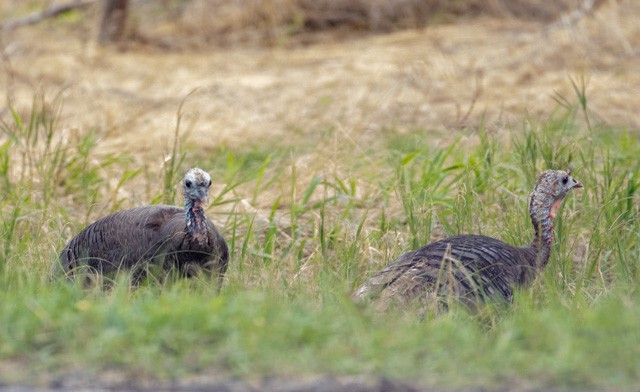 Wild Turkey - ML106461741