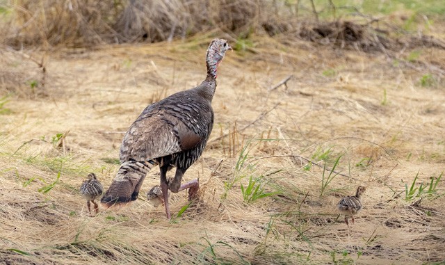 Wild Turkey - ML106461751