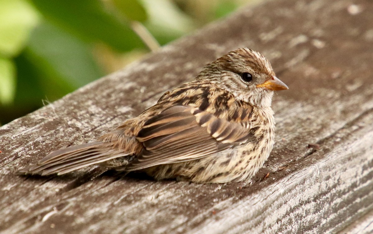 White-crowned Sparrow - Darcy Thomas