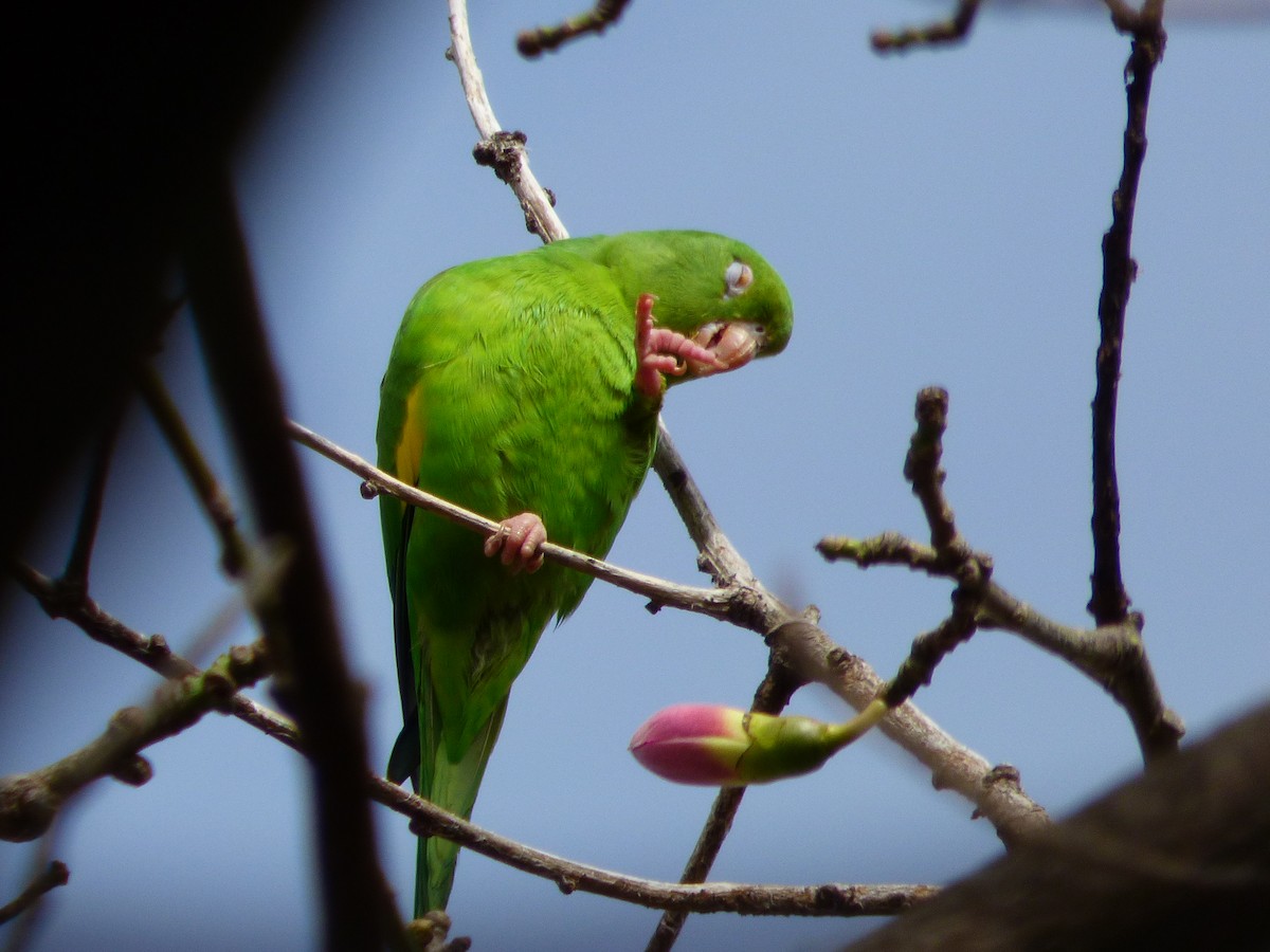 Yellow-chevroned Parakeet - Carlos D'Angelo