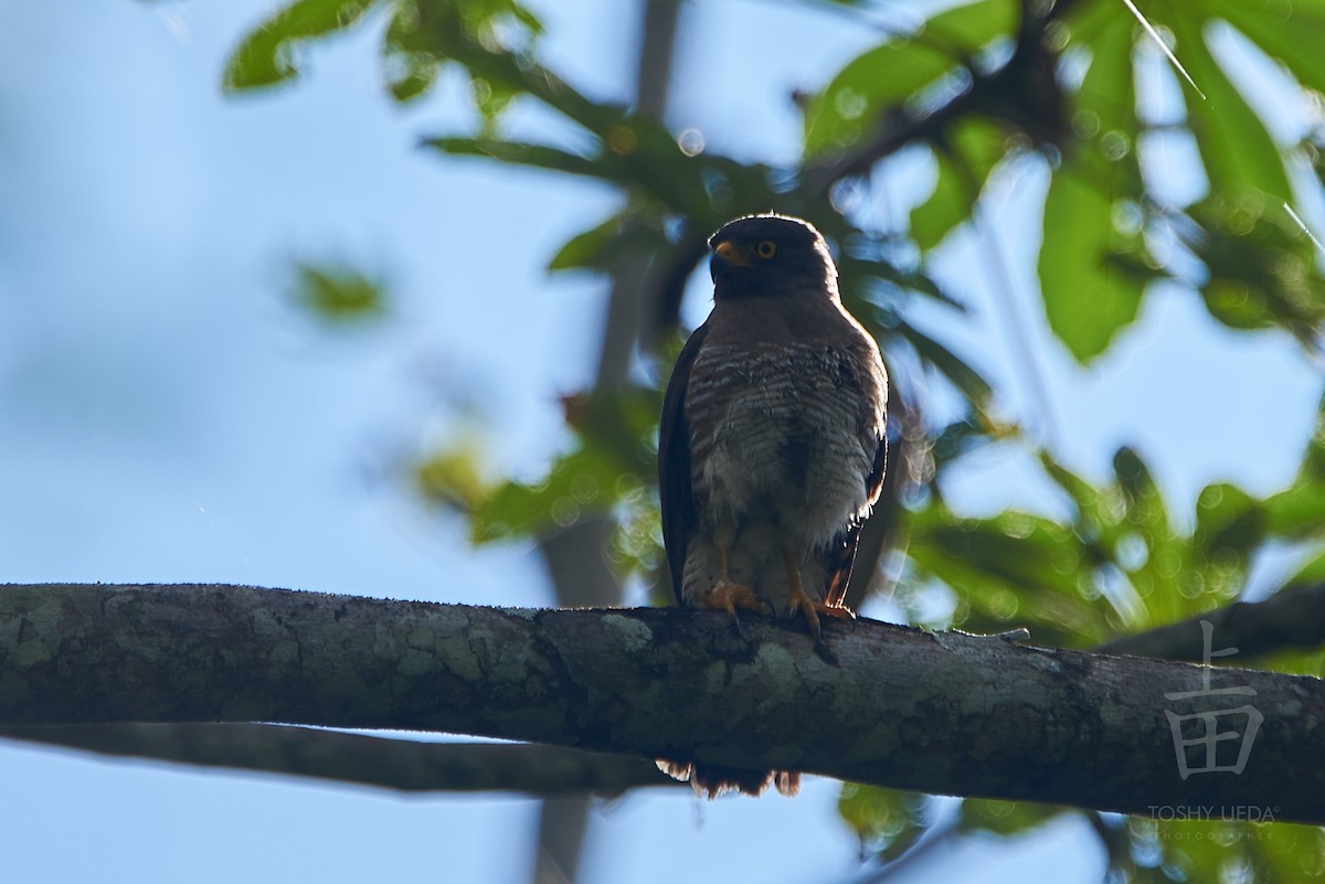 Roadside Hawk - ML106464871