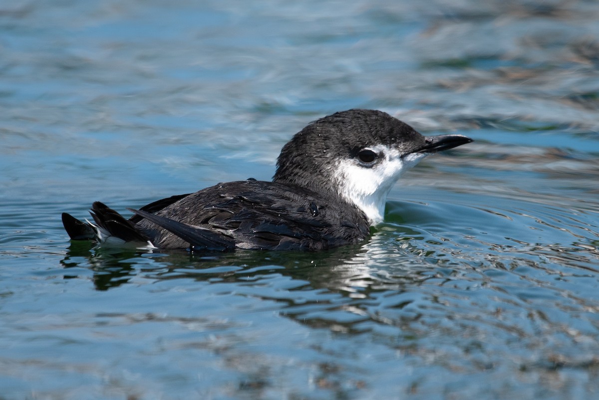 Guillemot de Xantus - ML106465941