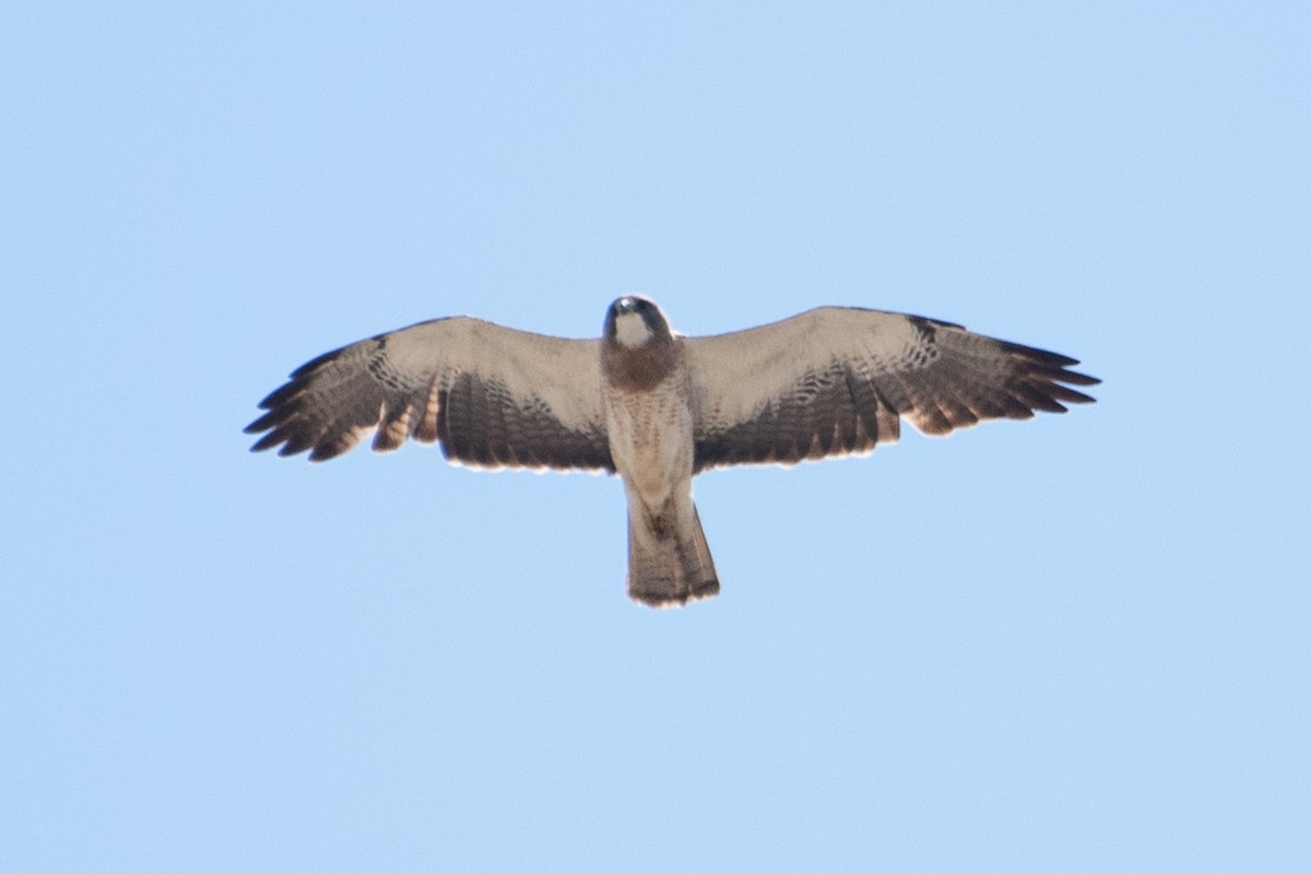 Swainson's Hawk - ML106466231