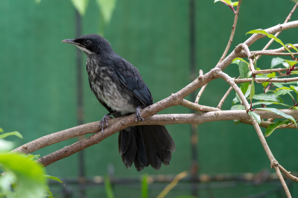 Blue-and-white Mockingbird - ML106466391