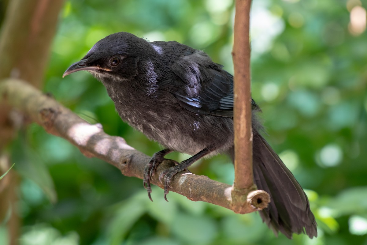 Blue-and-white Mockingbird - ML106466751