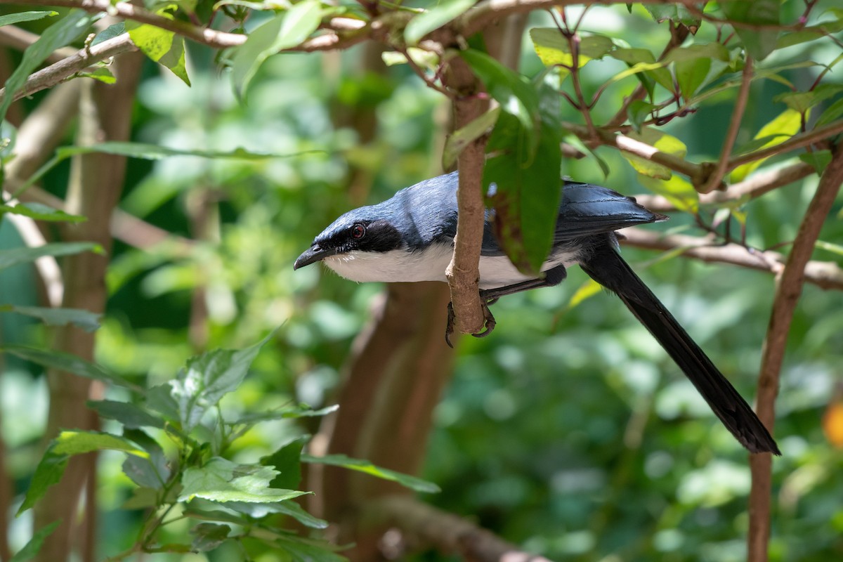 Blue-and-white Mockingbird - ML106466921