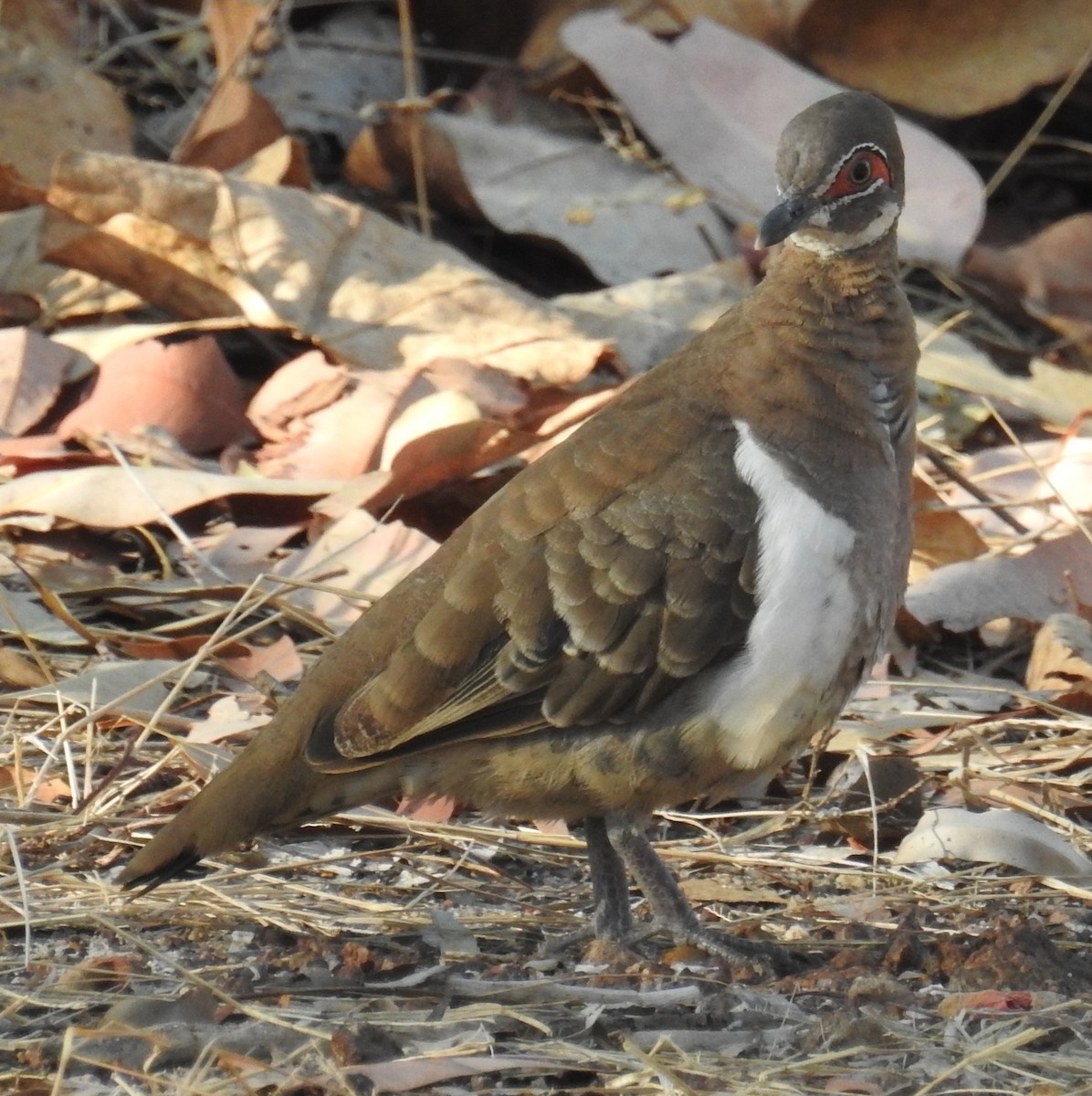 Partridge Pigeon - Colin Trainor