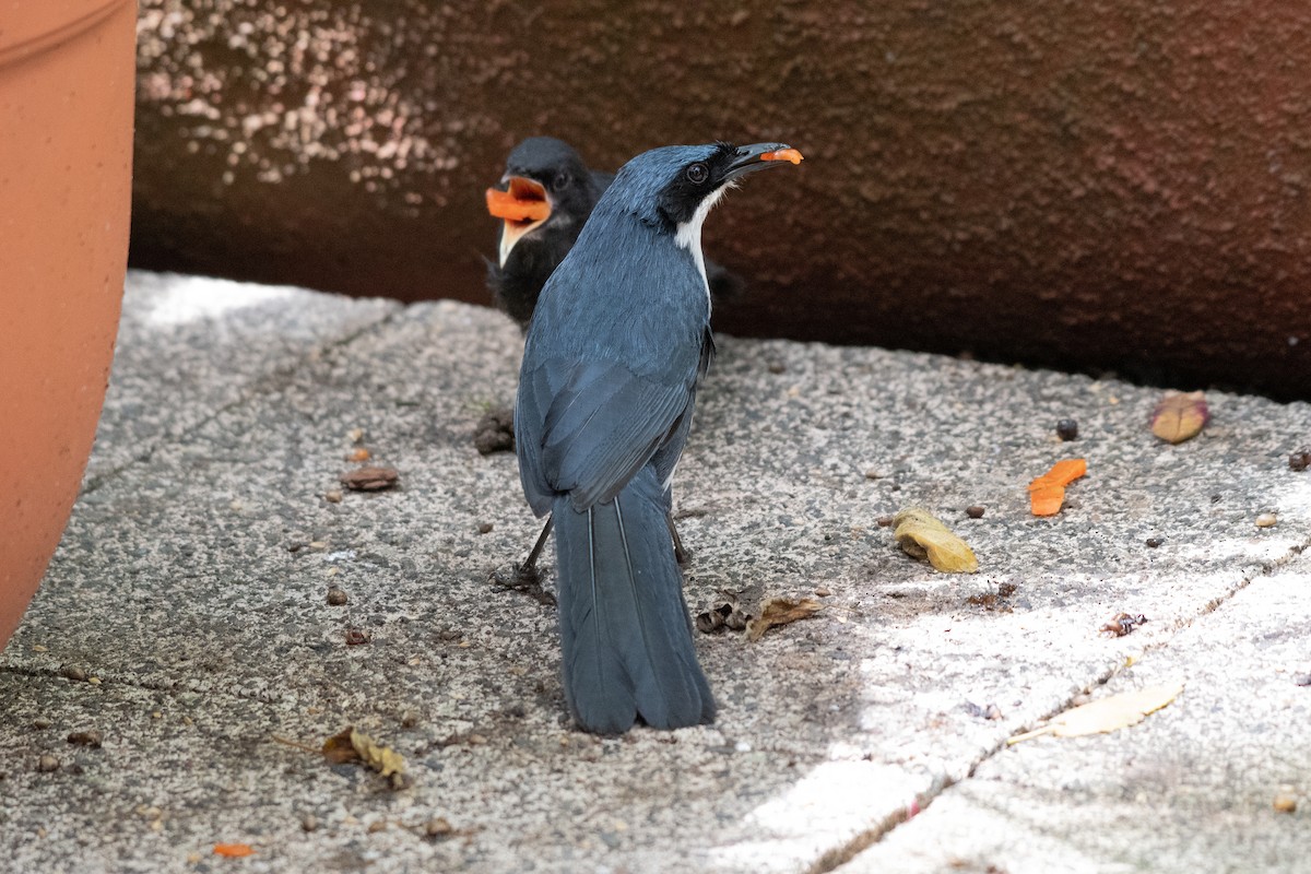 Blue-and-white Mockingbird - ML106467131