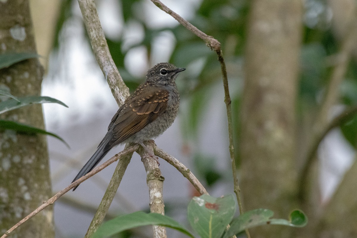 Brown-backed Solitaire - ML106467261
