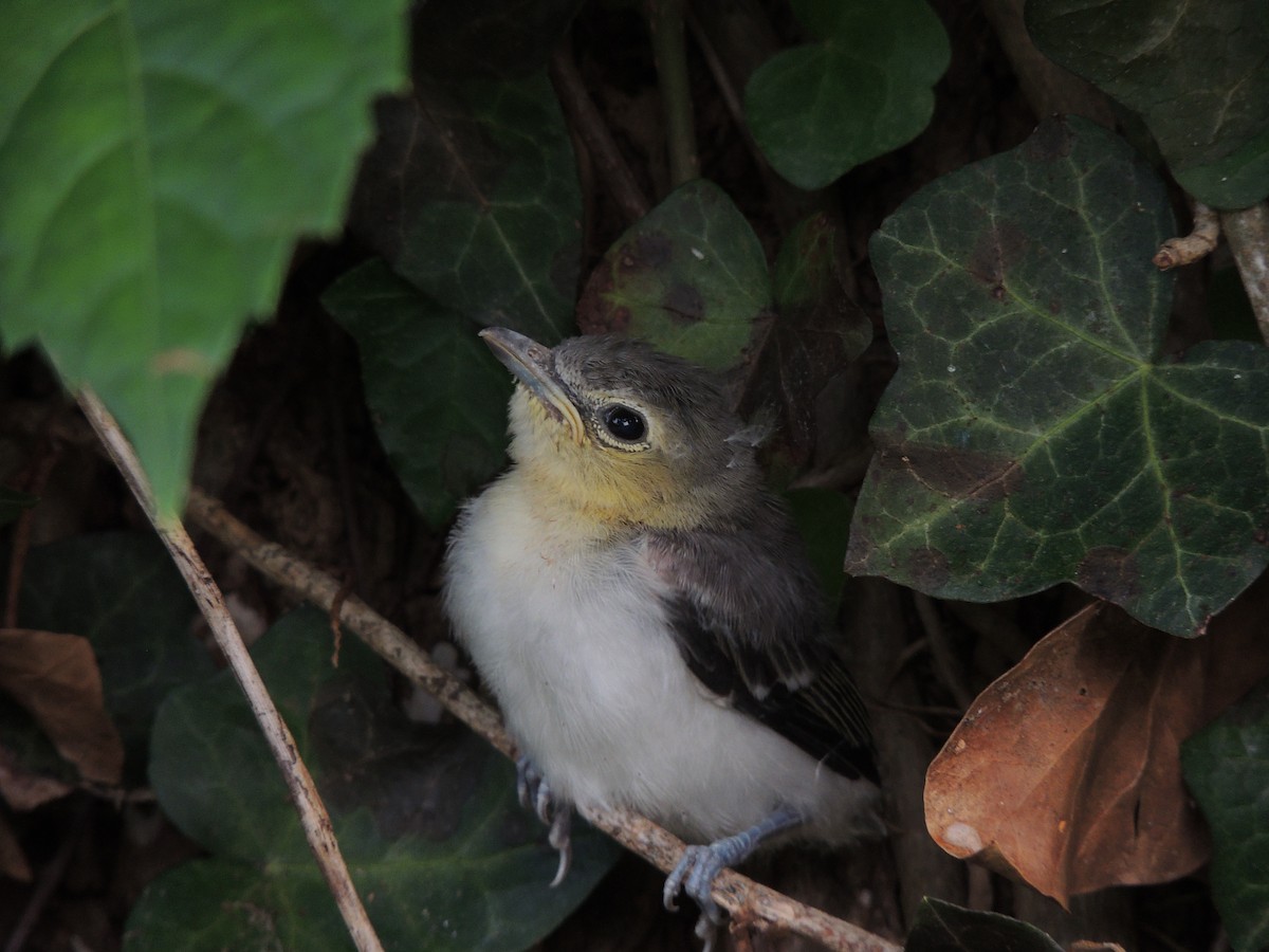 Yellow-throated Vireo - Joe Girgente