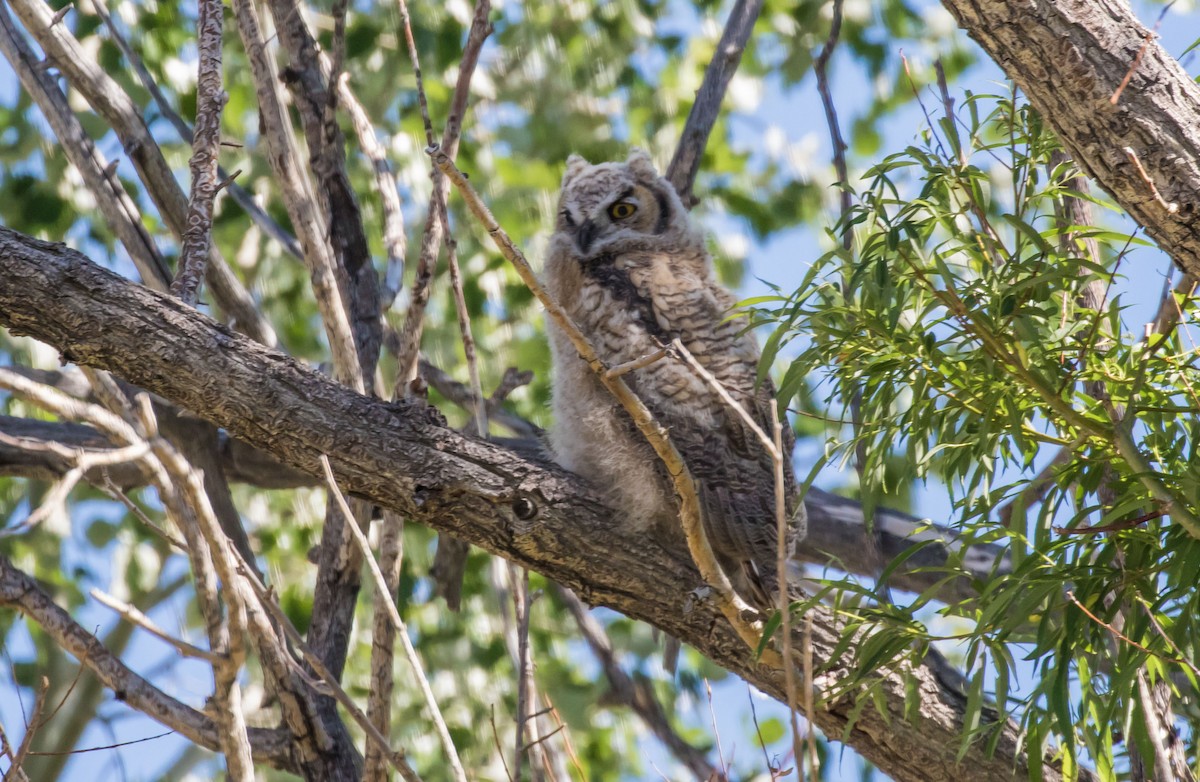 Great Horned Owl - ML106468321