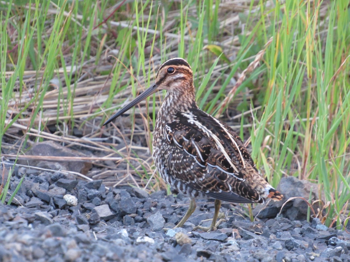 Wilson's Snipe - ML106469151