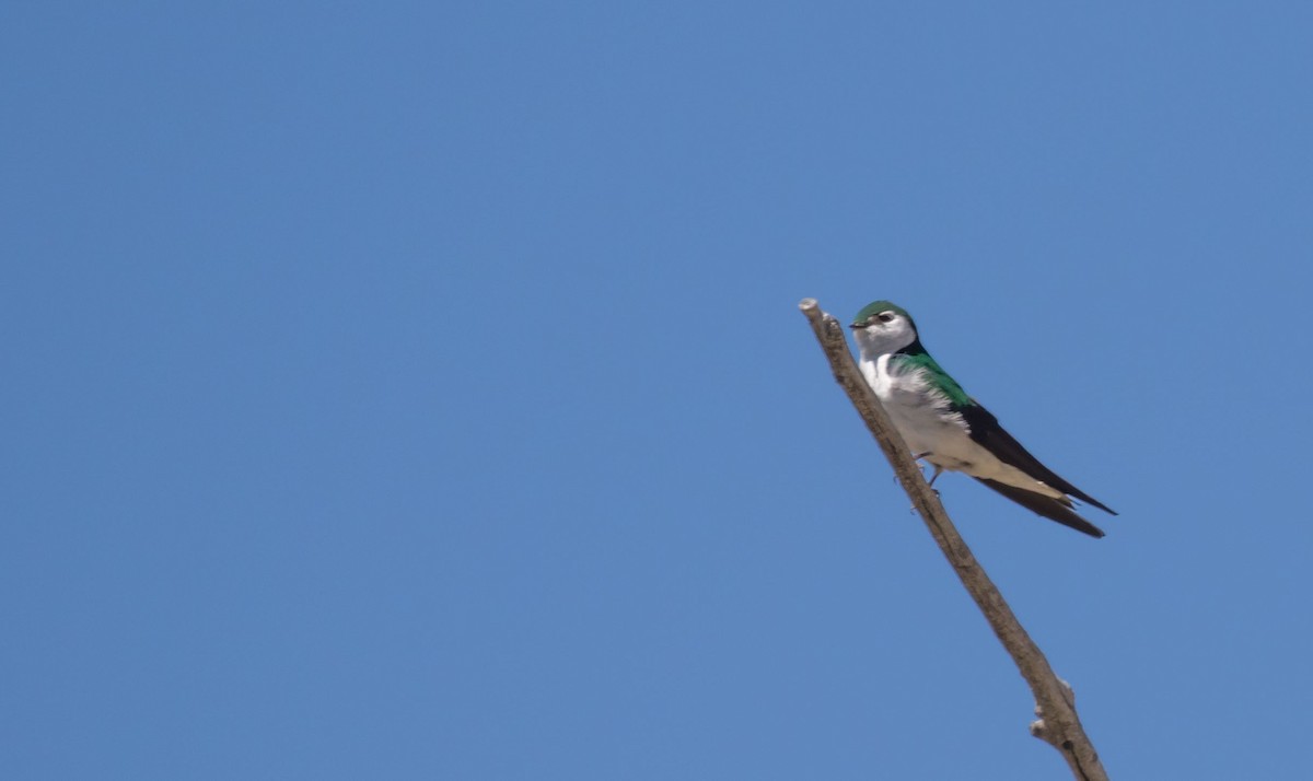 Violet-green Swallow - ML106469351