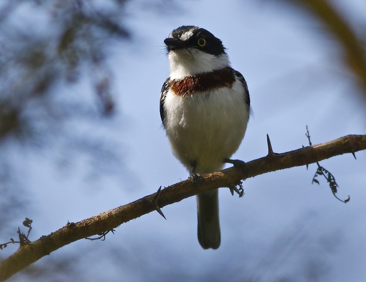 Eastern Black-headed Batis - ML106469951