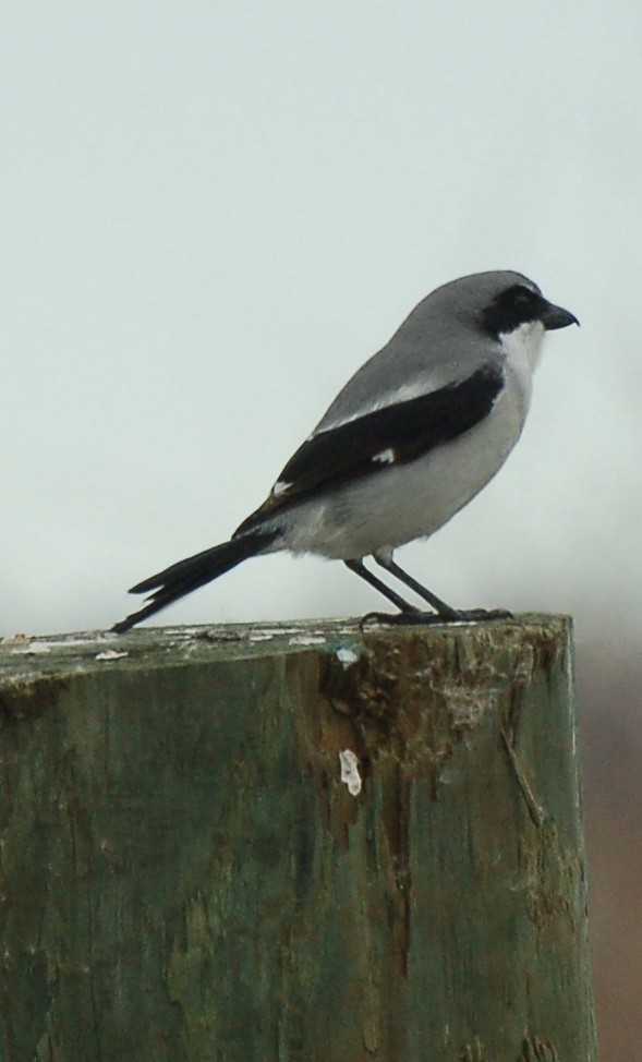 Loggerhead Shrike - Art Drauglis