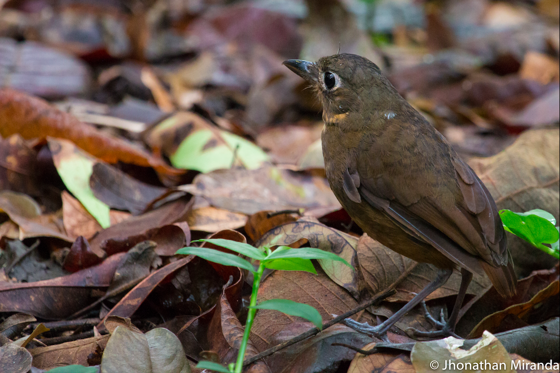 Plain-backed Antpitta - ML106471101