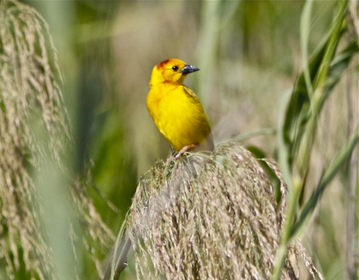 Taveta Golden-Weaver - ML106471151