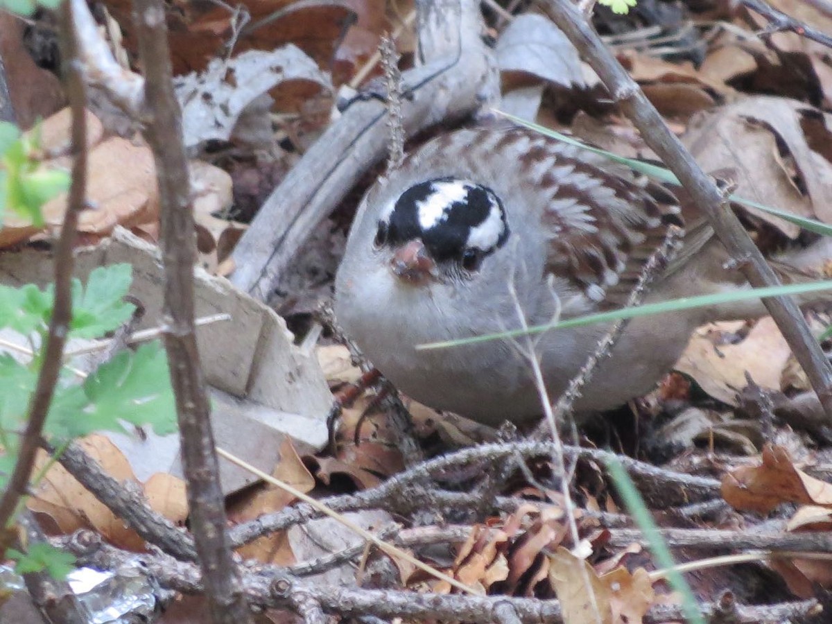 White-crowned Sparrow - ML106471731