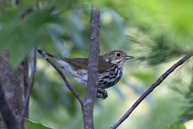 Ovenbird - Martin Wall