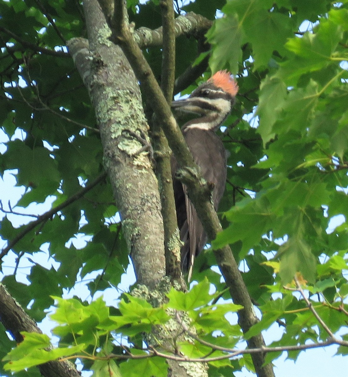 Pileated Woodpecker - Gina Nichol