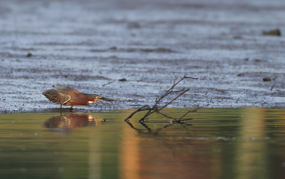 Green Heron - ML106473131