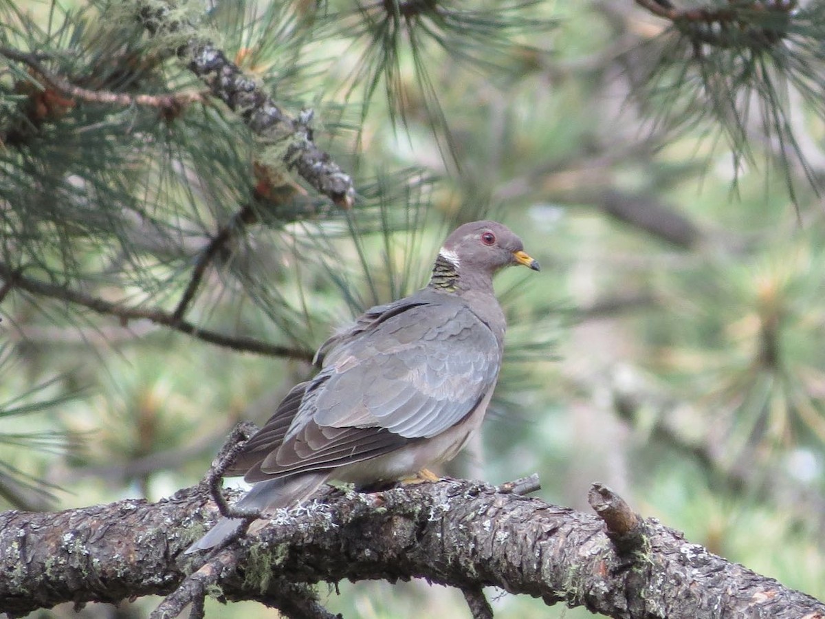 Band-tailed Pigeon - ML106473571