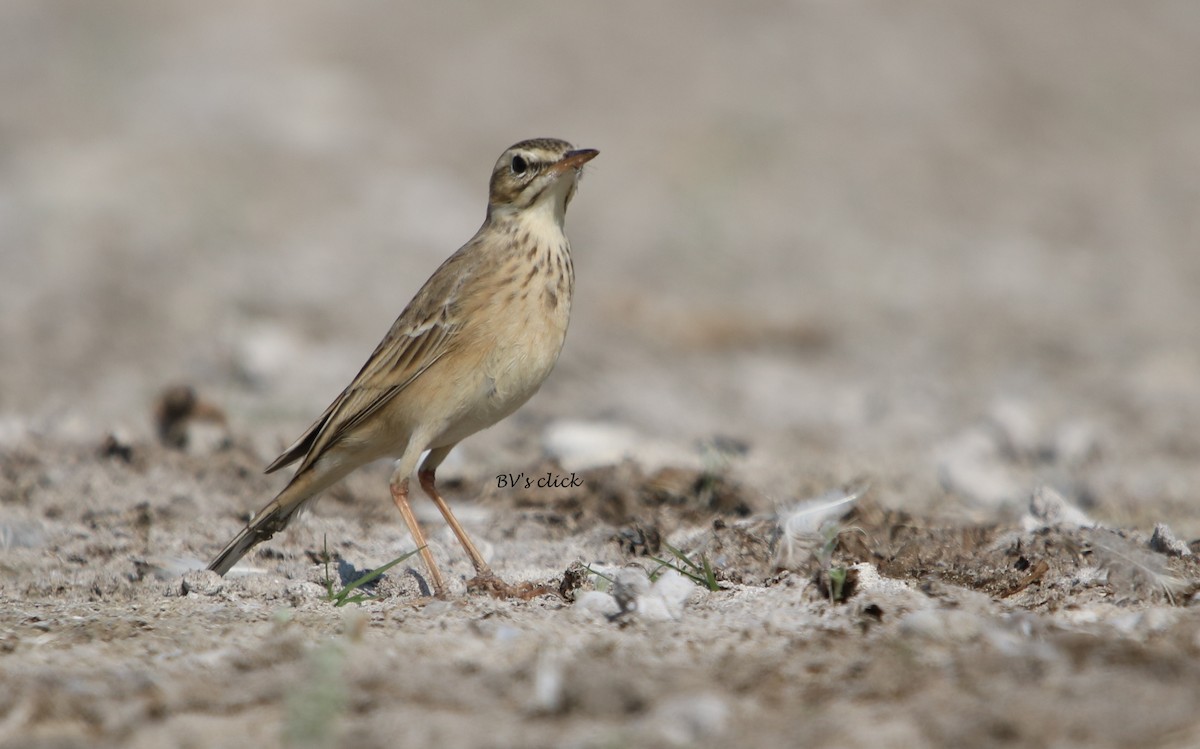 Paddyfield Pipit - Bhaarat Vyas