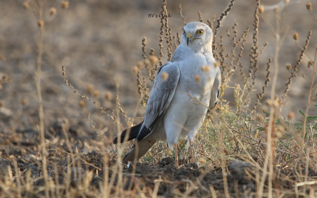 Pallid Harrier - Bhaarat Vyas