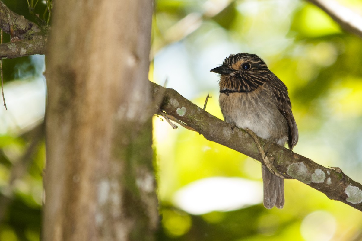 Crescent-chested Puffbird - ML106474431