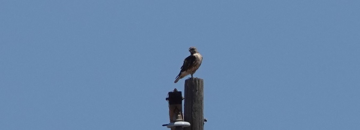 Red-tailed Hawk - ML106474841