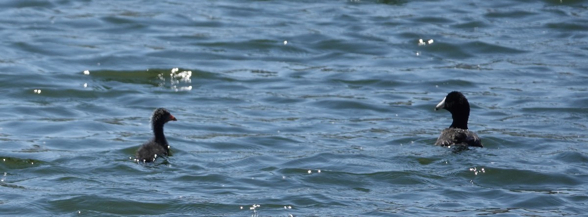 American Coot - Brad Rumble