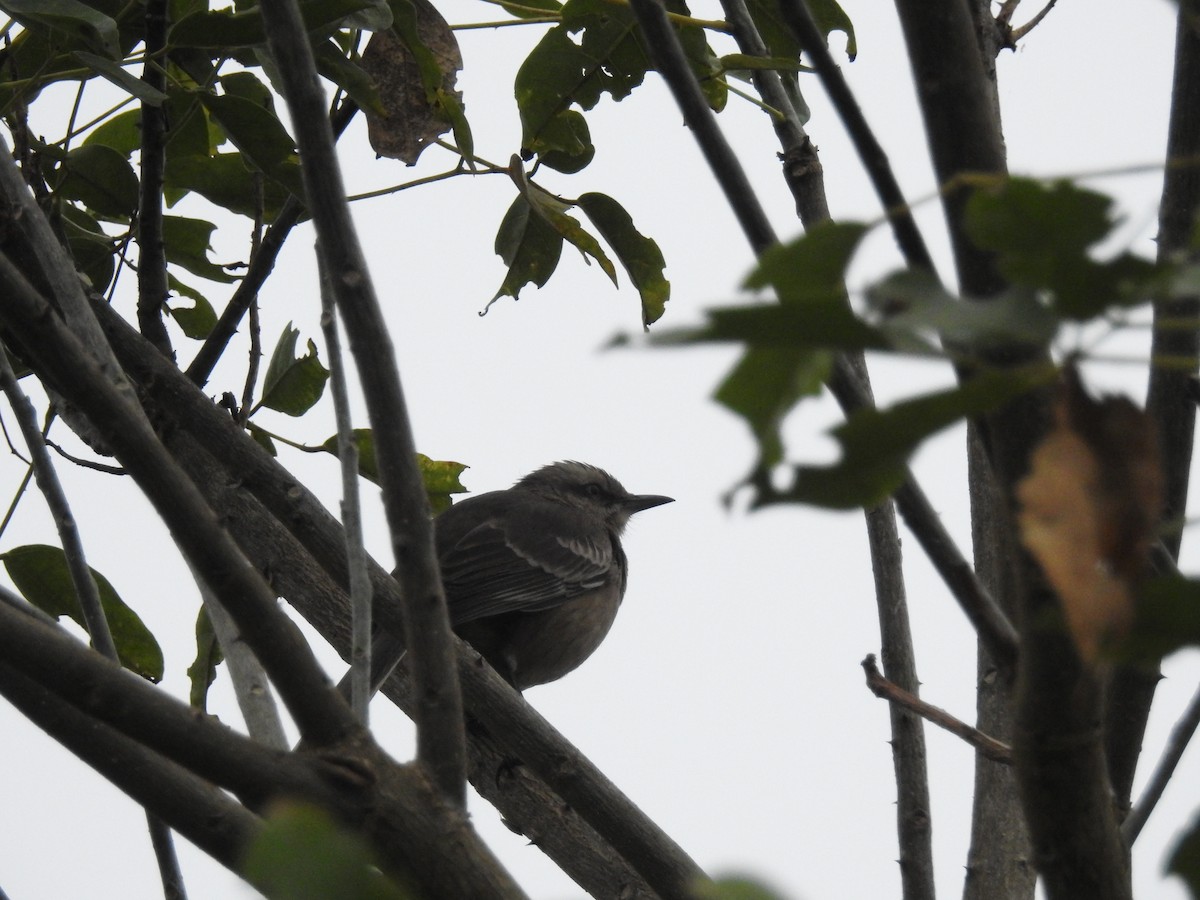 Chalk-browed Mockingbird - ML106475241