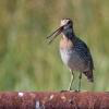 Wilson's Snipe - ML106476051