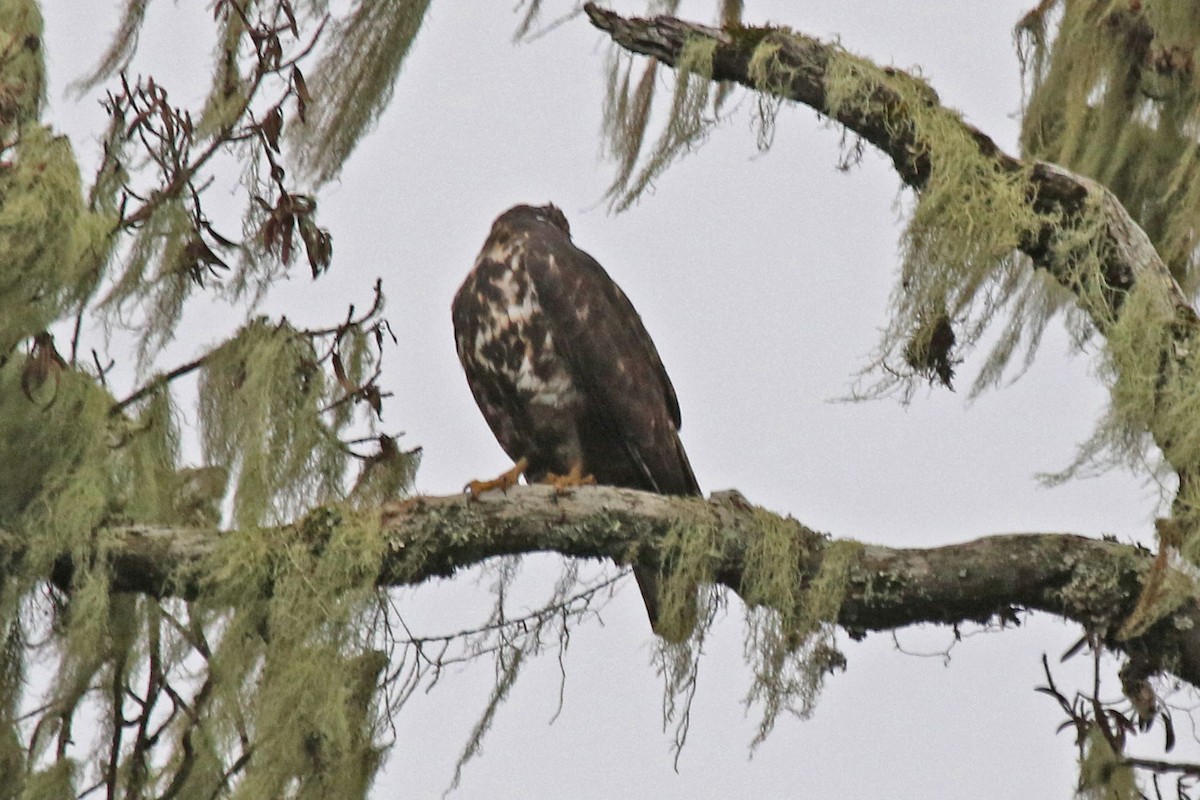 Mountain Buzzard - ML106476181