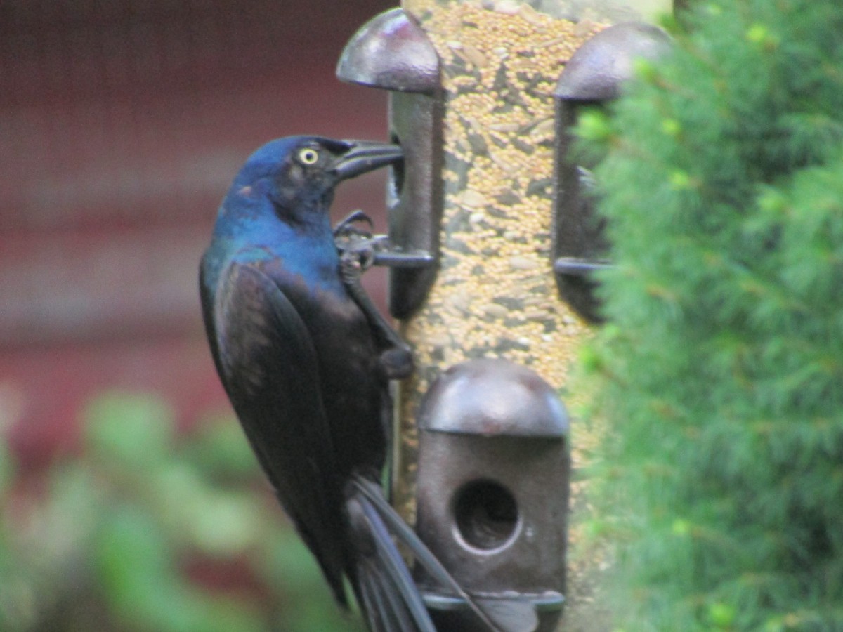 Common Grackle - ML106476391