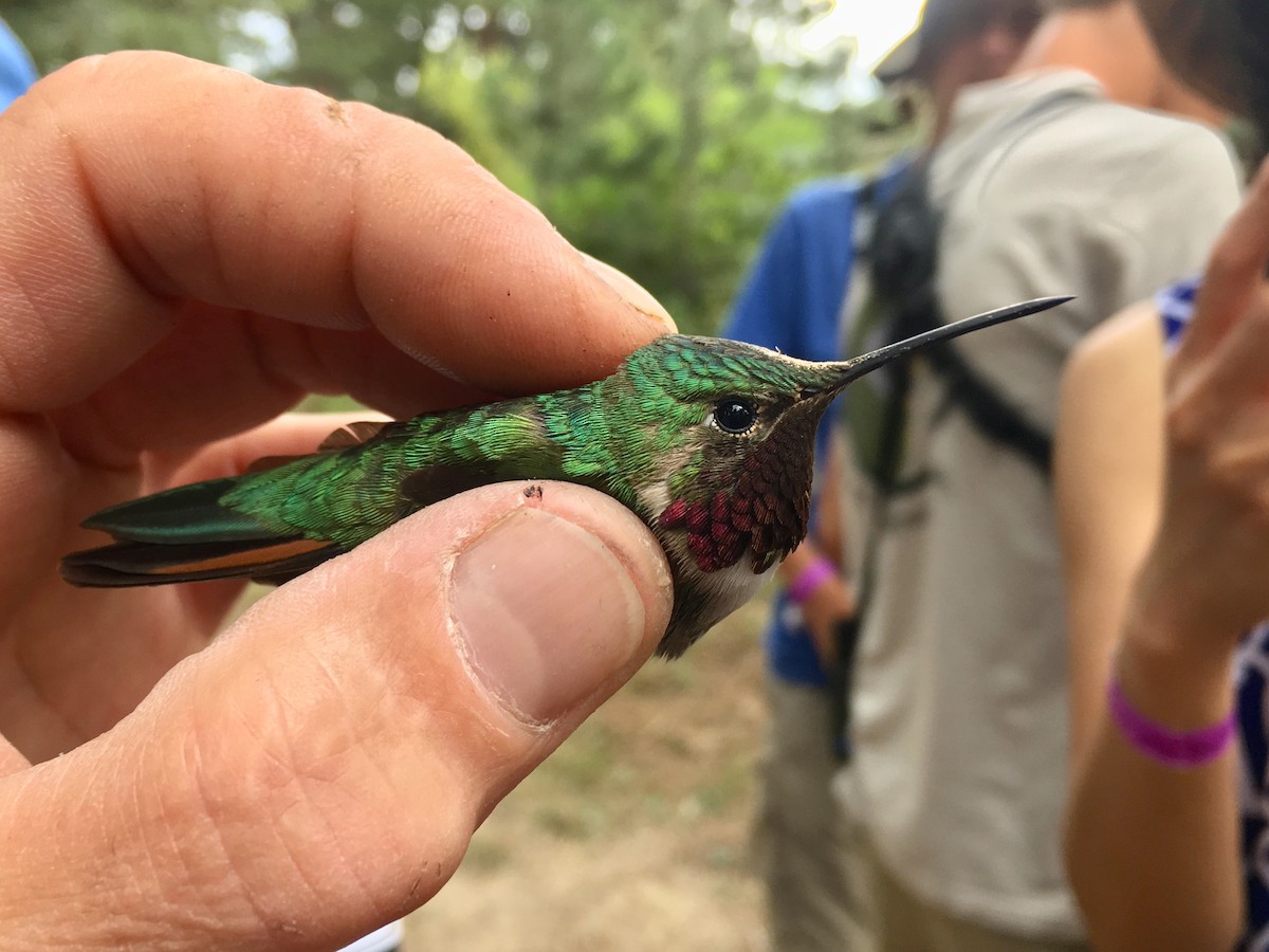 Broad-tailed Hummingbird - Mark Schulist