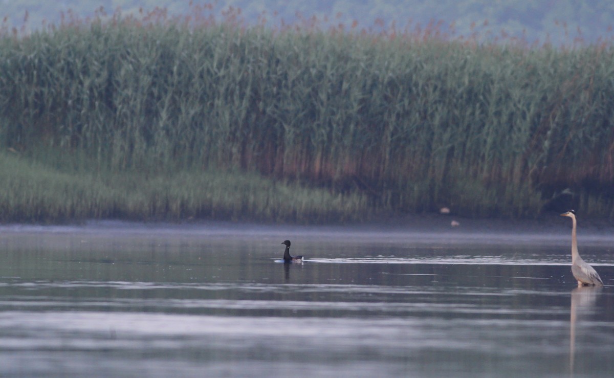 Barnacla Carinegra (hrota) - ML106477461