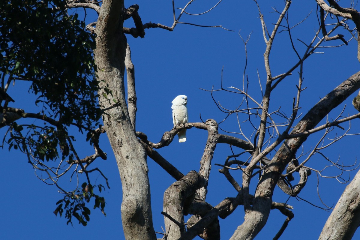 Blue-eyed Cockatoo - Richard Jeffers