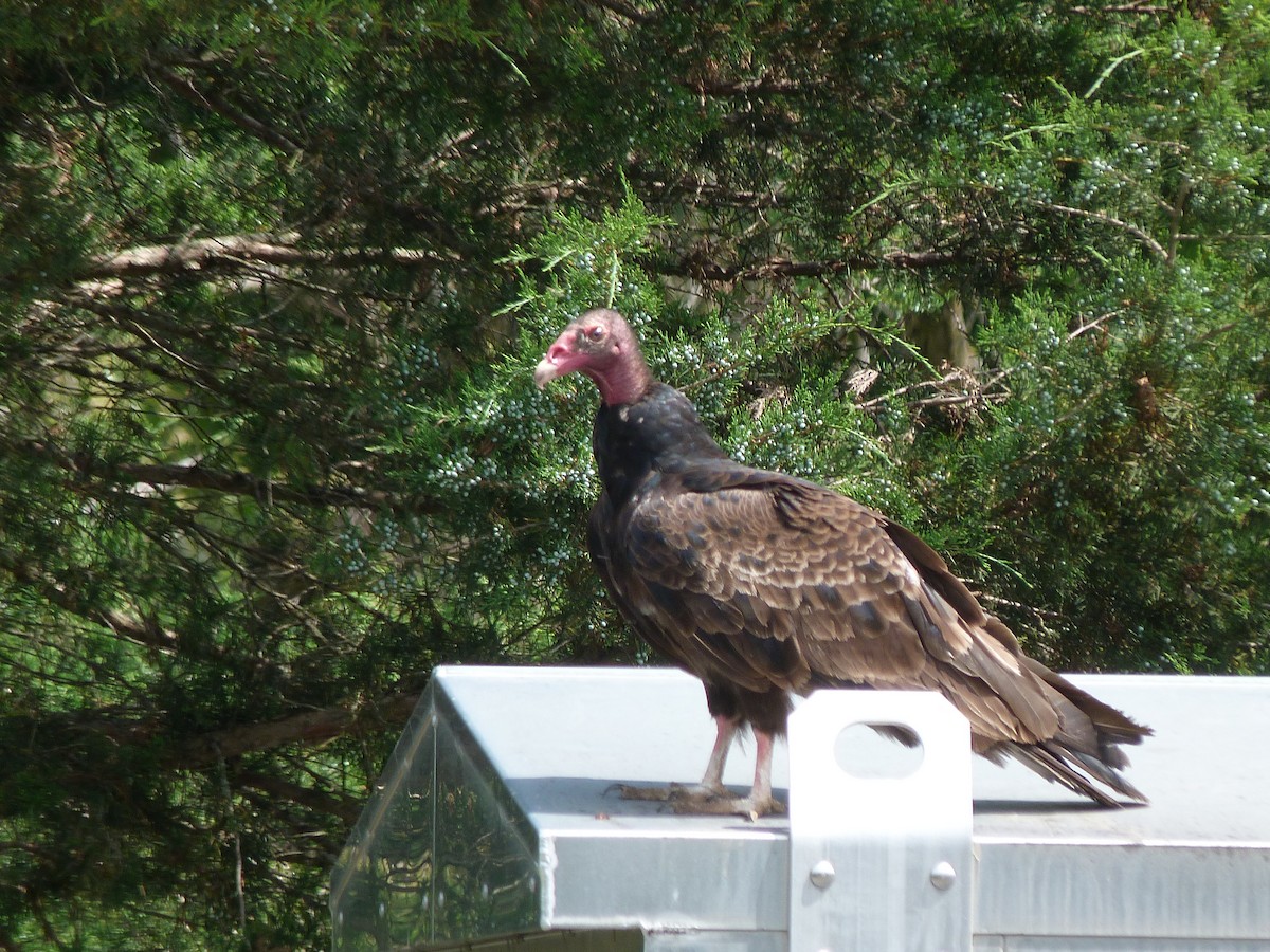 Turkey Vulture - ML106484581