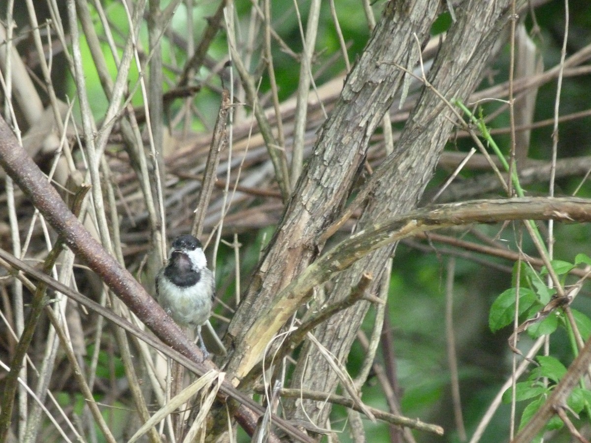 Carolina Chickadee - Doug Kibbe