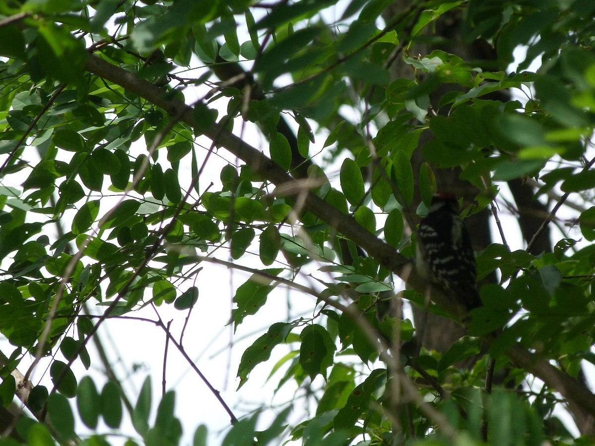Downy Woodpecker (Eastern) - ML106484951
