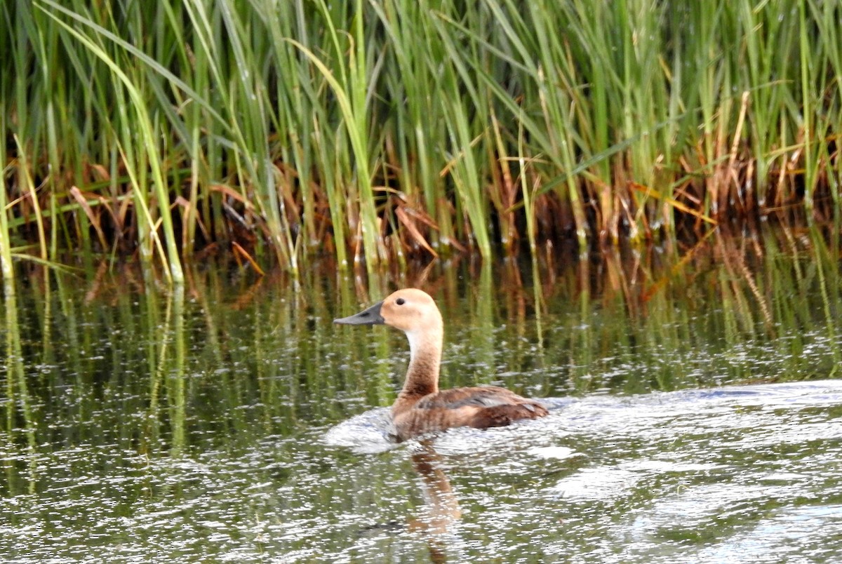 Canvasback - ML106486351