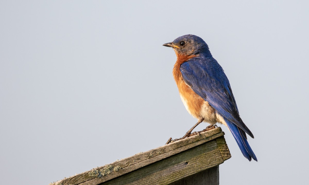 Eastern Bluebird - ML106486481