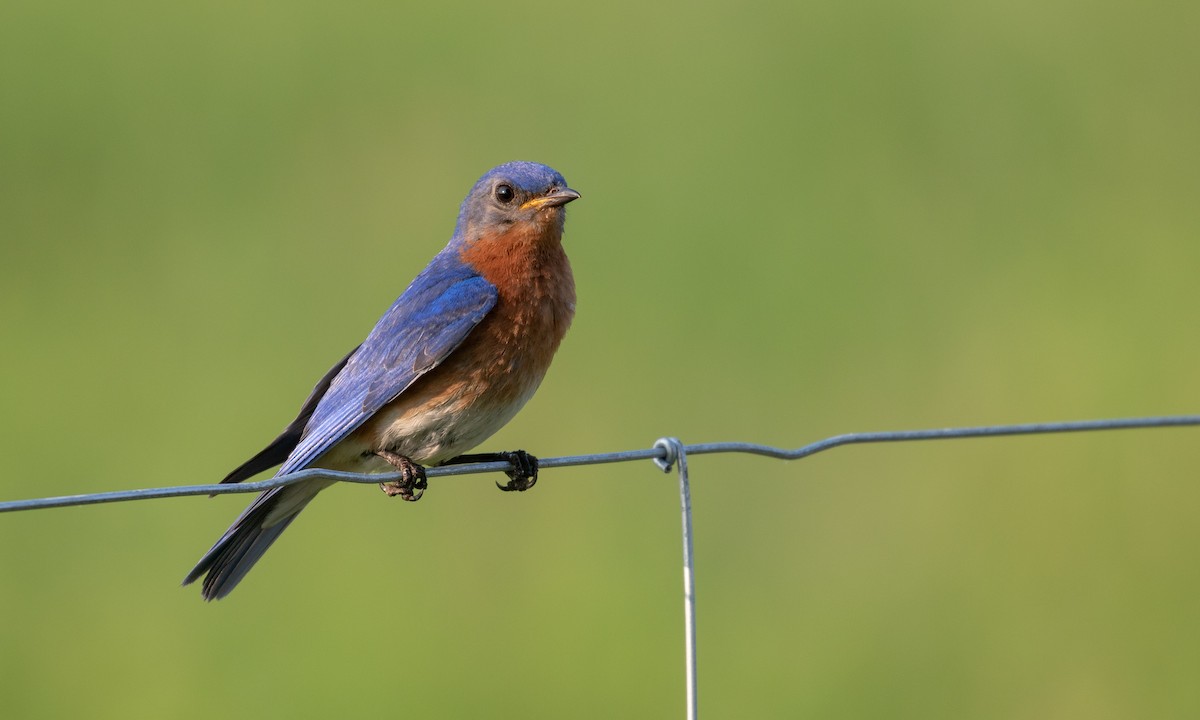 Eastern Bluebird - ML106486491