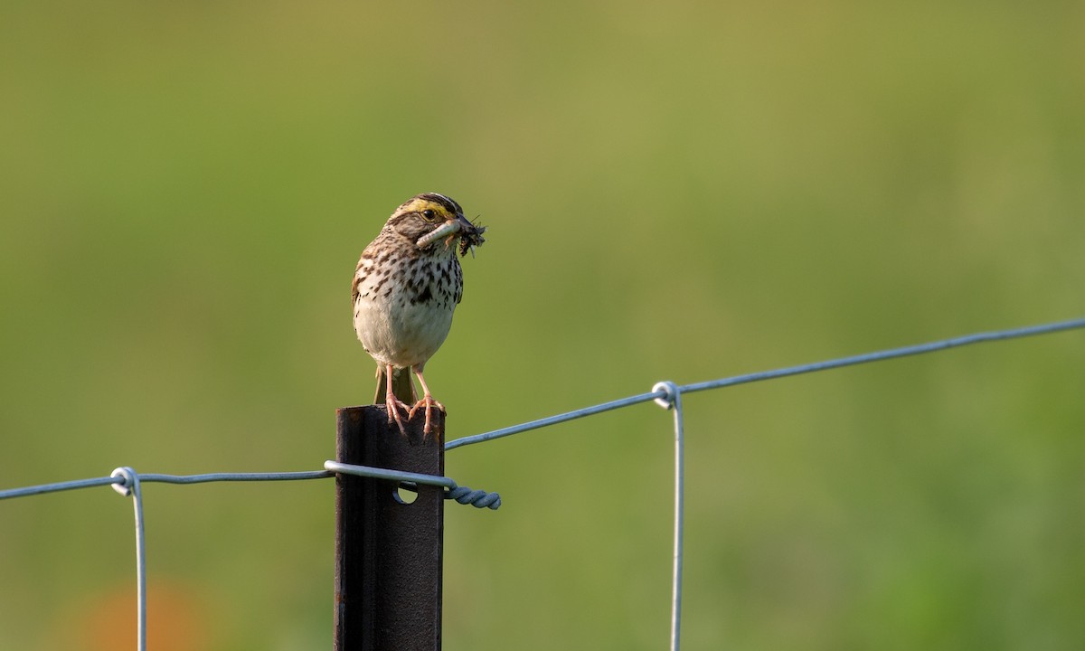 Savannah Sparrow - ML106486531