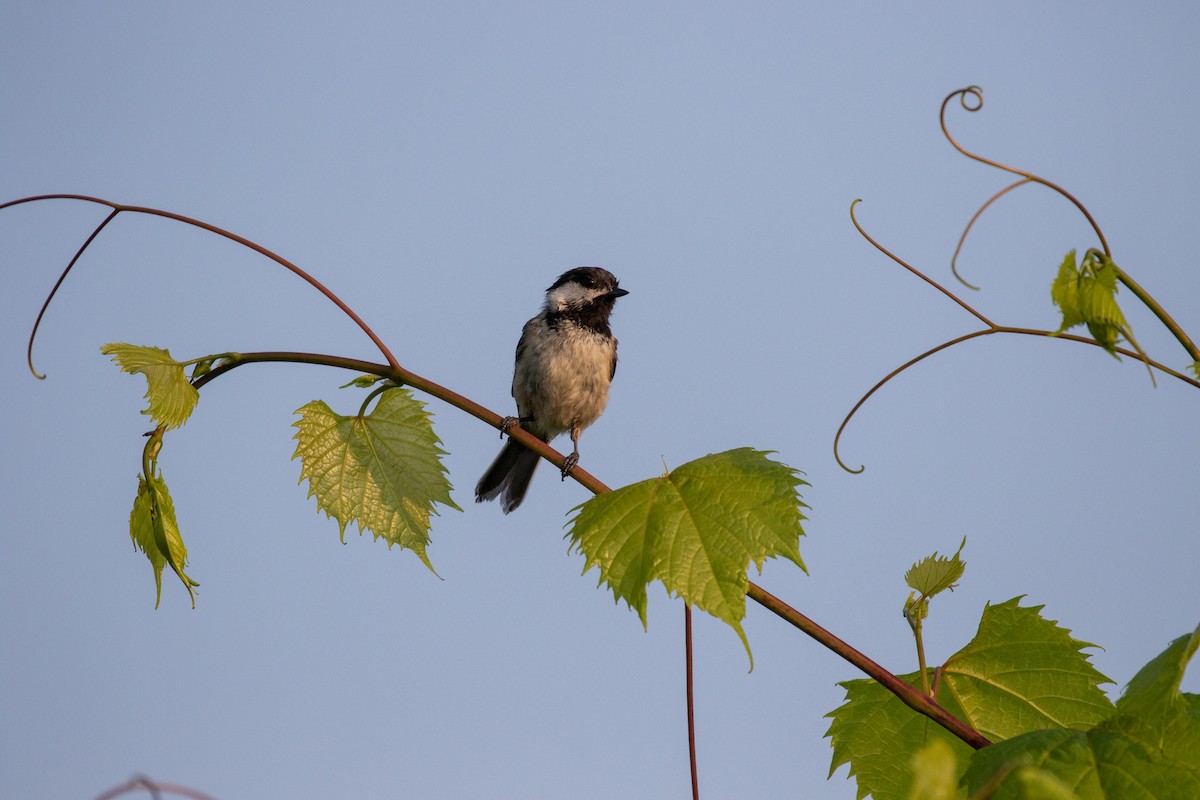 Black-capped Chickadee - ML106486661